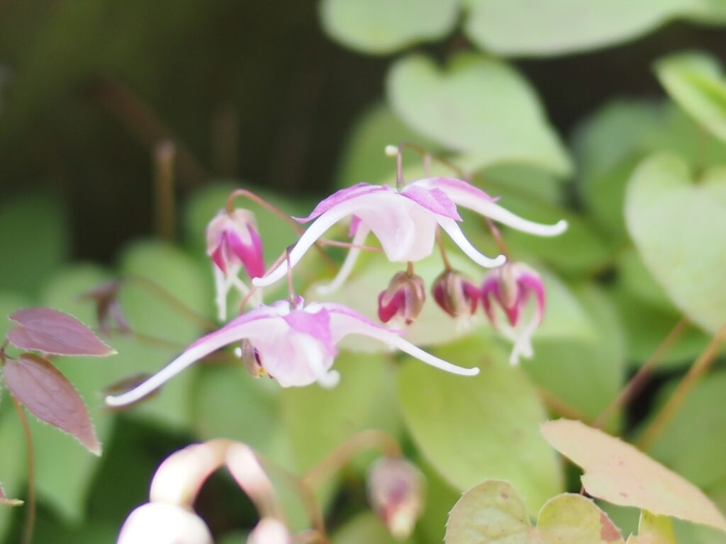 錨草 錨草