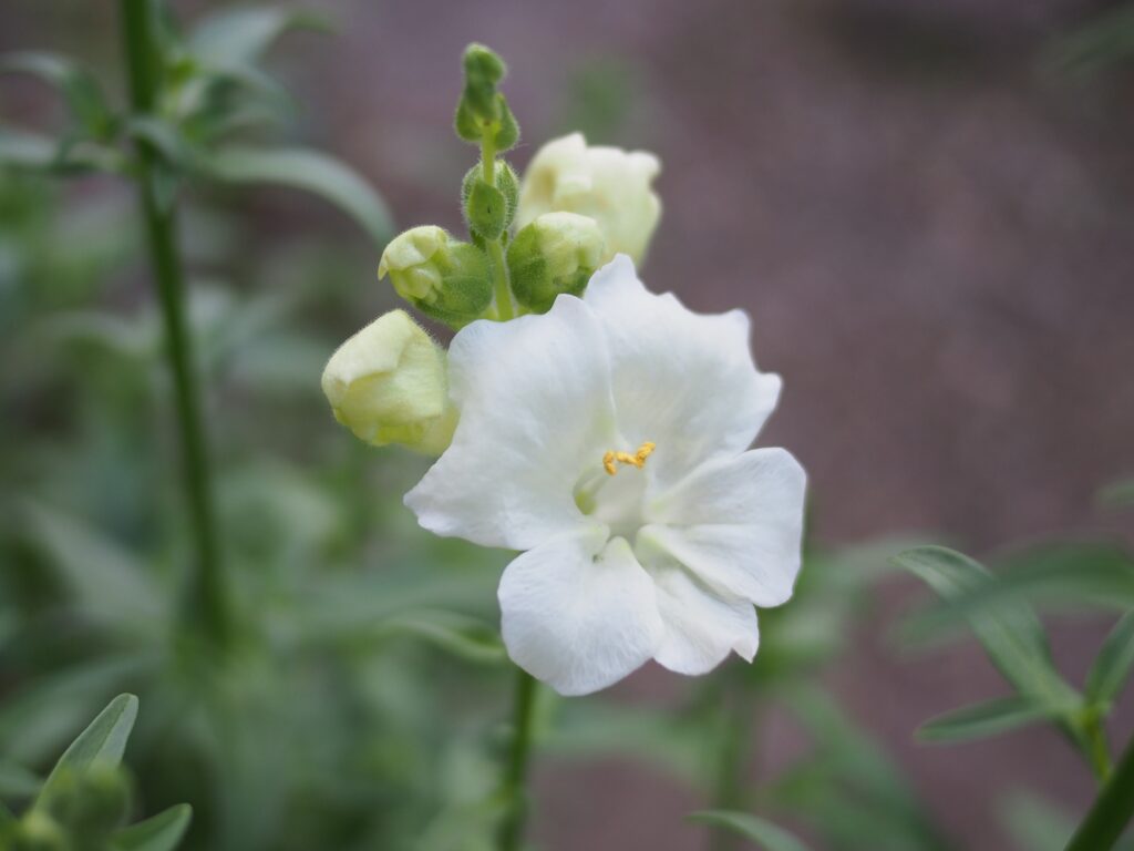 キンギョソウ 金魚草 自由なエネルギーで生きる