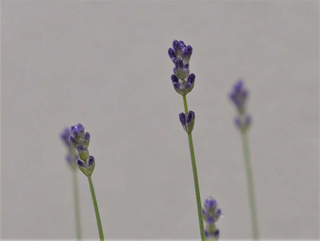 ラベンダーといろいろ 自由なエネルギーで生きる